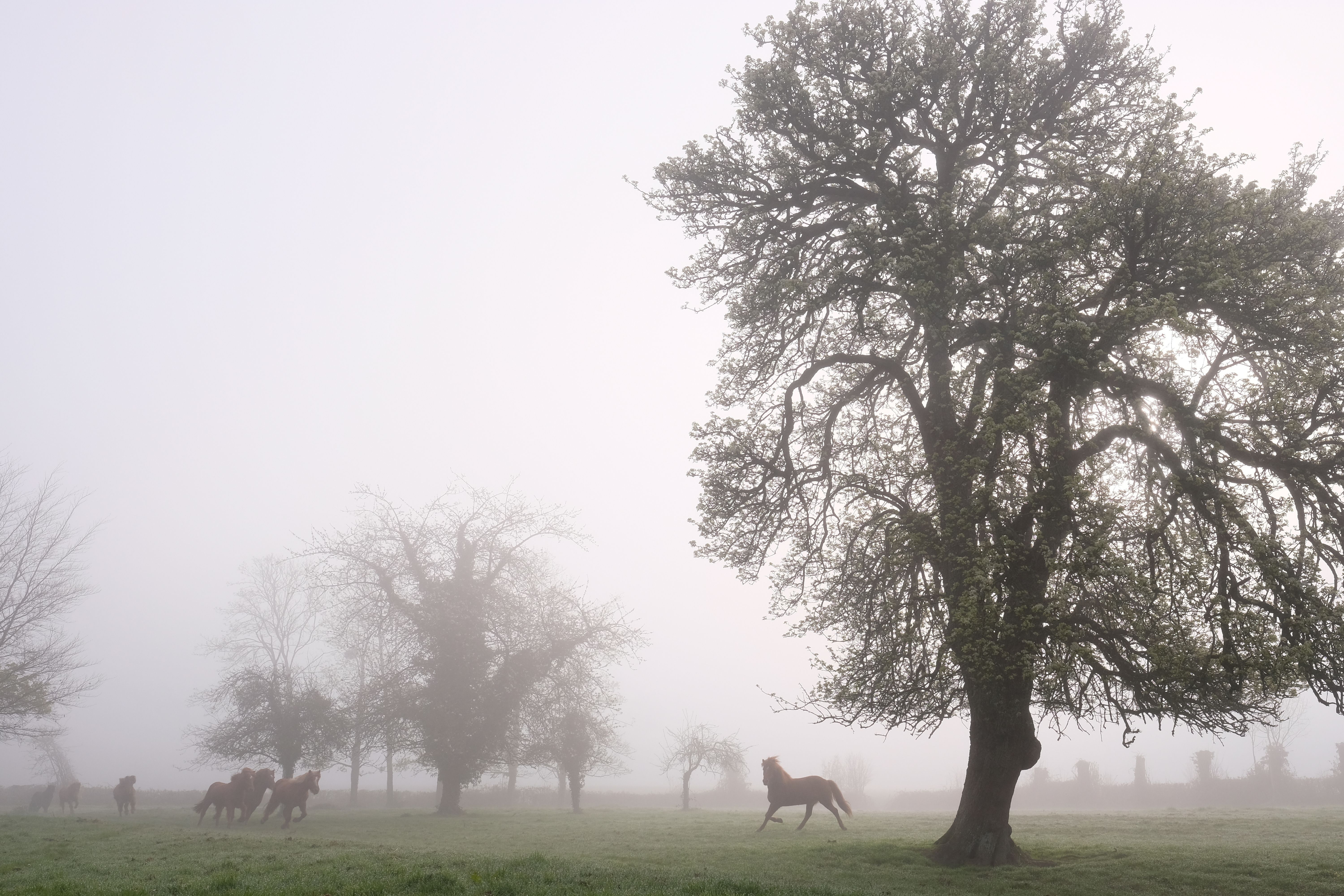 Le troupeau arrive chez Olivier
